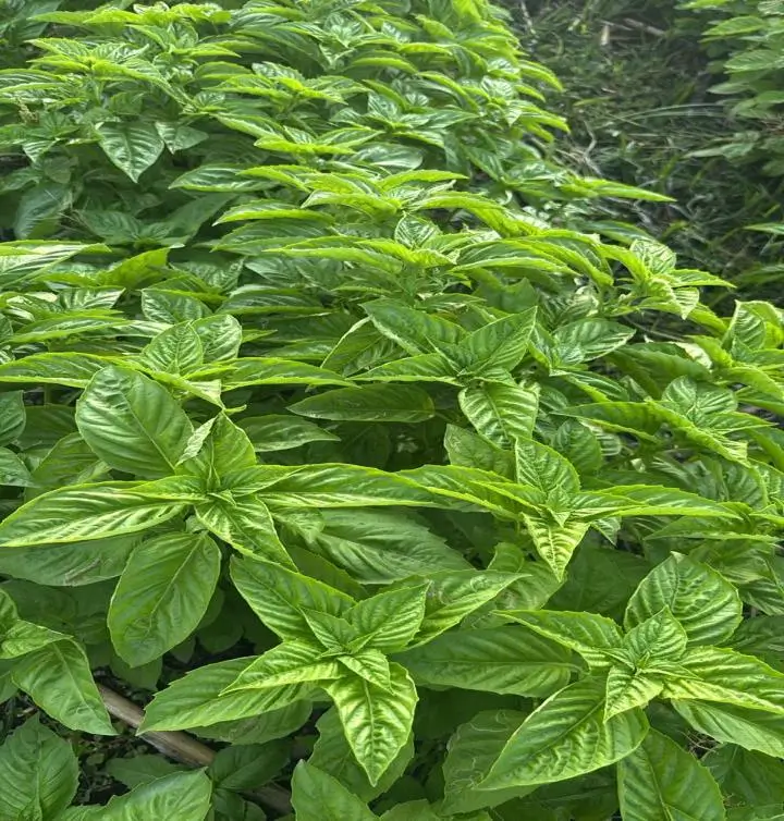 Albahaca fresca Aroma de Huerto